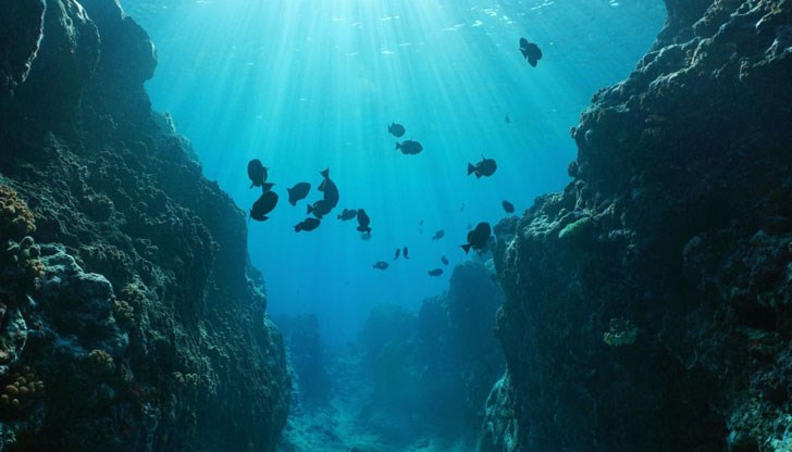 Сред стотината новооткрити видове са миниатюрни ракообразни, водорасли, корал като черна бодлива тел с височина 2 м, змиорки, жълти раци отшелници, малки жълти и розови риби