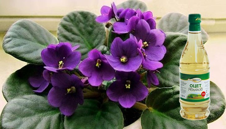 Да видим какви чудеса може да направи това скромно вещество Да видим какви чудеса може да направи това скромно вещество