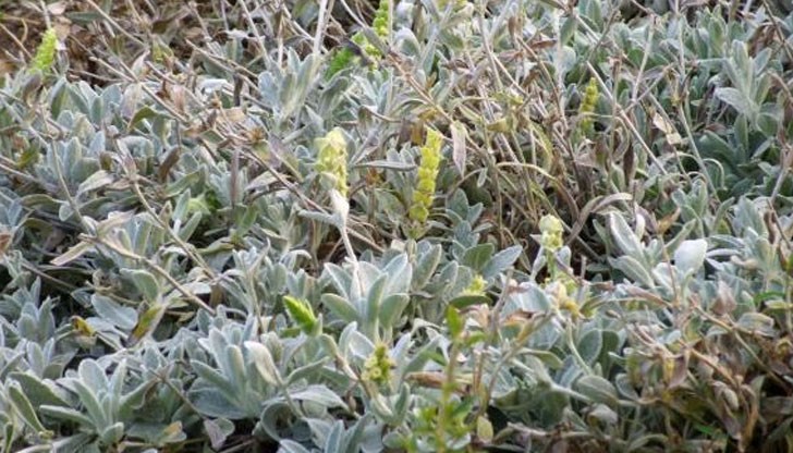 Чудодейната билка е по-силна от прочутия мурсалски чай Чудодейната билка е по-силна от прочутия мурсалски чай