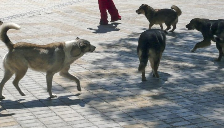 В някои квартали обаче кучетата продължават да се разхождат на глутници