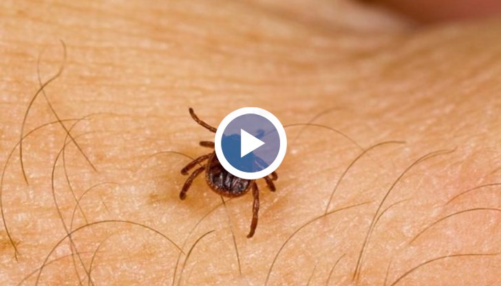 Кърлежът не се маже с олио, не се гори с цигара, не се върти наляво или надясно