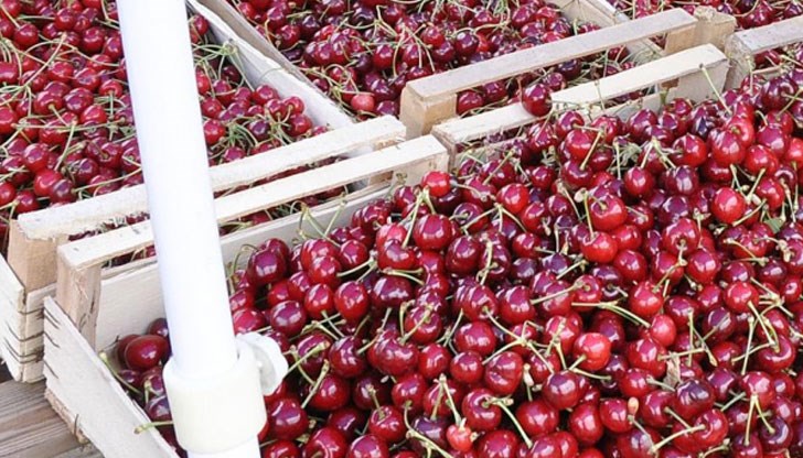 Българските производители ще получат от изкупвачите по 60 стотинки за килограм