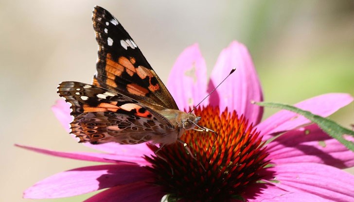 На отделни места ще превали и прегърми в следобедните часове На отделни места ще превали и прегърми в следобедните часове