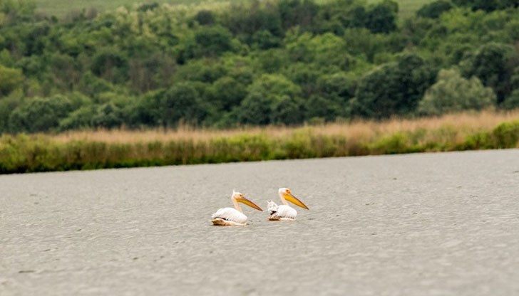 Няколко двойки от вида се сдобиха с малки