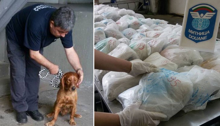 Митничарското куче разкри контрабанда на рекордно количество дрога