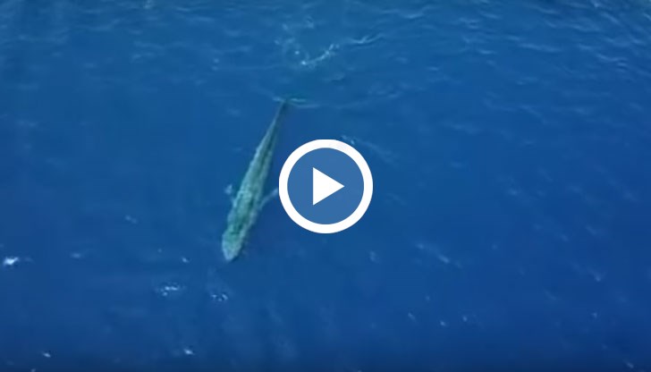 Сините китове са застрашен вид и са най-големите животни на планетата ни