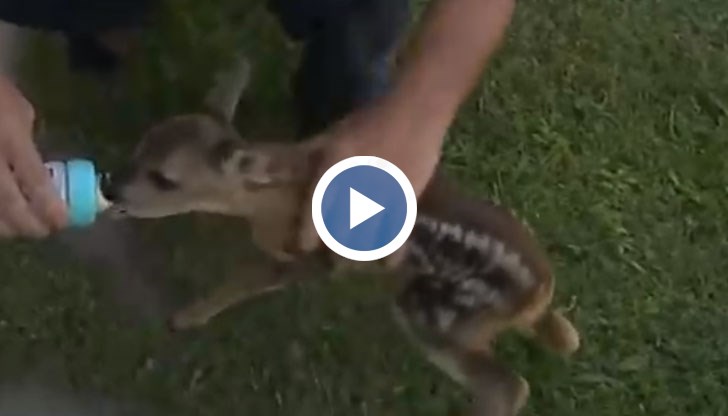 Мъж спаси две бебета сърнички на пътя край село Белопопци