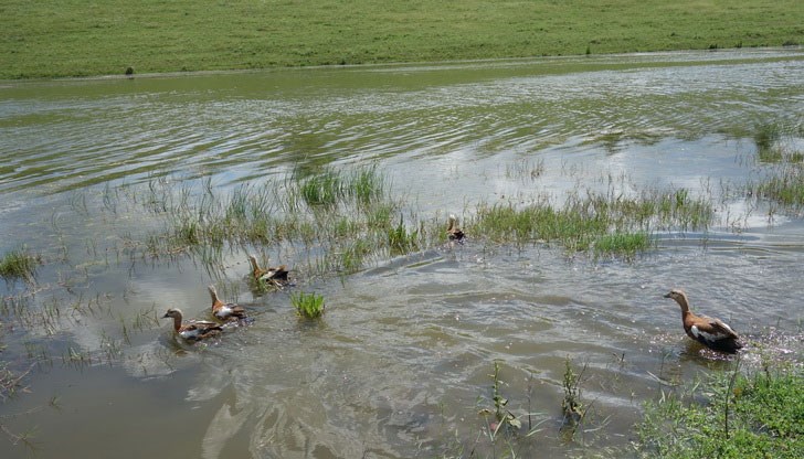 8 червени ангъчи само на седмица са настанени при приемни родители за доотглеждане 8 червени ангъчи само на седмица са настанени при приемни родители за доотглеждане
