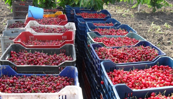 Градоносна буря е засегнала малка част от насажденията от вкусния плод Градоносна буря е засегнала малка част от насажденията от вкусния плод