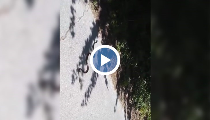 Змията се шмугнала в двора на Карин дом, където се обучават деца със специални нужди