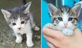 3 котенца си търсят нов дом в Русе