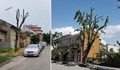 Защо дърветата в градовете се "обезглавяват"