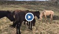 Какво се случва с бедстващите в Осоговската планина коне?