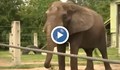 Слонът на Майкъл Джексън избяга от зоопарка