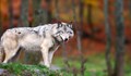 Вълк нападна две деца в Полша
