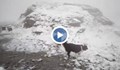 Сняг в румънските Карпати!