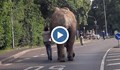 Слон избяга от немски зоопарк