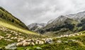 Масово "самоубийство" на овце в Турция