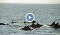 Група делфини развълнува варненци