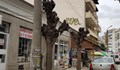 Спасете дърветата на Русе от кмета Пламен Стоилов!