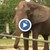 Слонът на Майкъл Джексън избяга от зоопарка