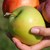 На Петровден раздаваме ябълки за здраве