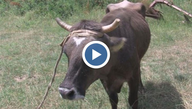 Съдбата на кравата беглец развълнува много чужди медии, а петиция за спасяването ѝ набира популярност в интернет