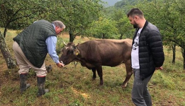 Почерпиха ни бели кюстендилски череши, а ние направихме скромно дарение на кравичката и стопанина