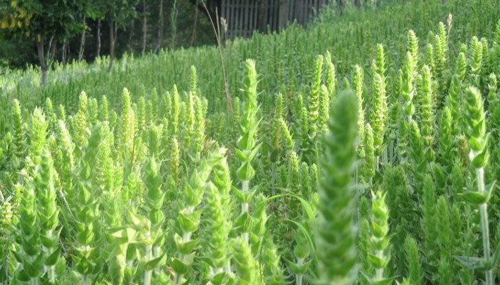 Мурсалки чай - забранен за бране дори за лични нужди Мурсалки чай - забранен за бране дори за лични нужди