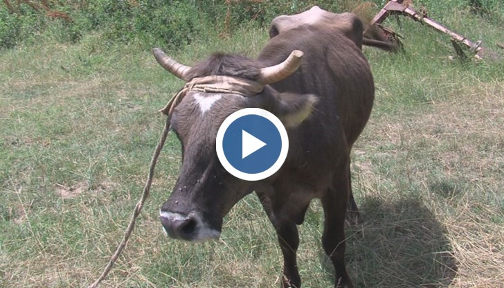 Случаят придоби популярност в цяла Европа