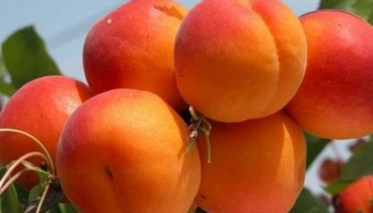 Плодът може да стане продукт със защитено географско указание Плодът може да стане продукт със защитено географско указание