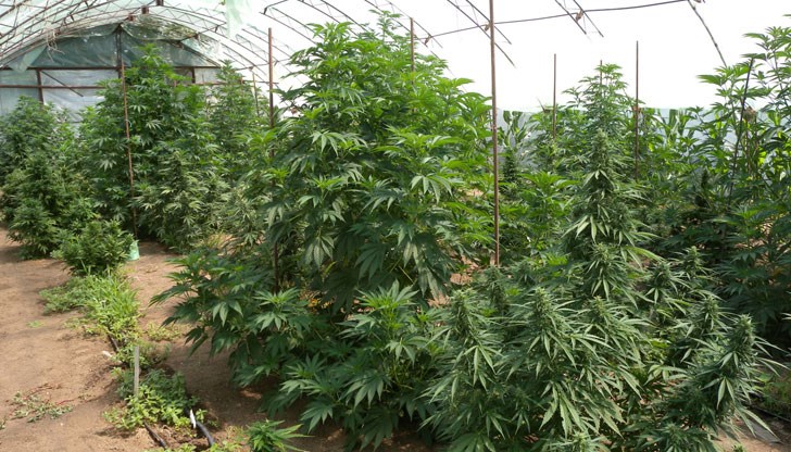 Иззеха 150 кг листна маса