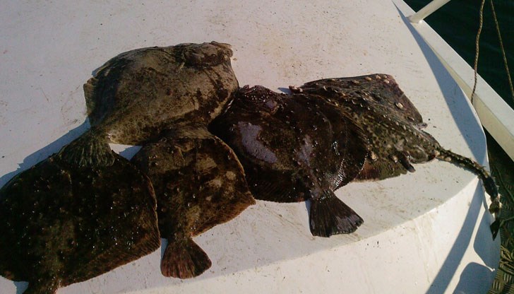 Риболовният сезон за любители беше открит на 1 юни