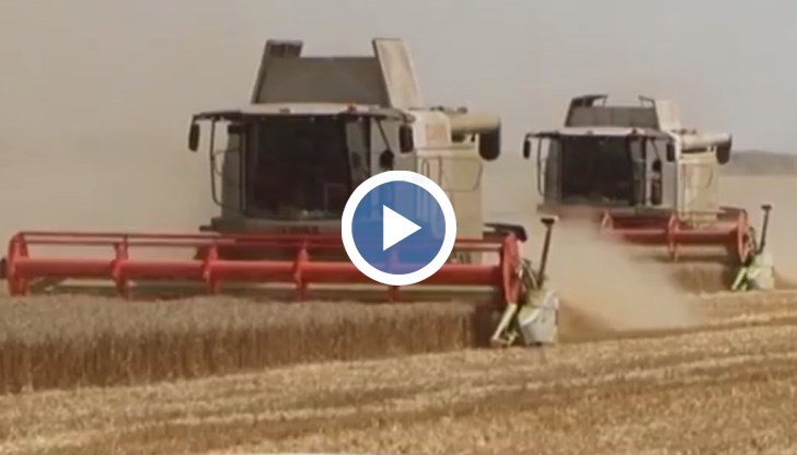 26% от площите с ечемик в област Добрич вече са ожънати