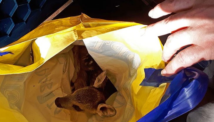 Пъхнали животинката в найлонова торба и се опитали да я продадат за 5 лева