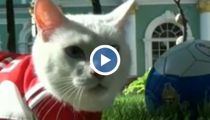 Руската котка е на работното си място