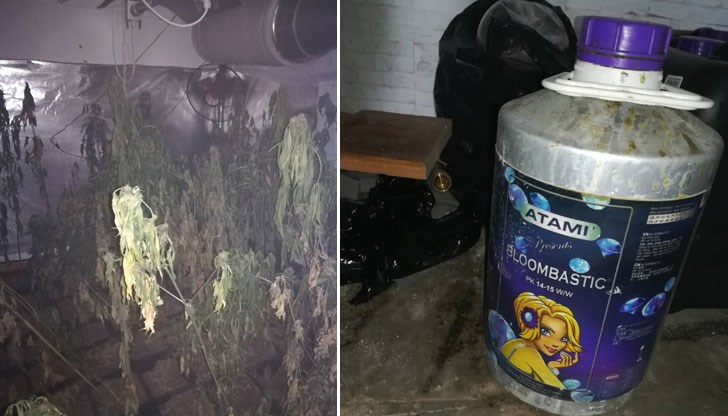 Полицаи откриха  оранжерия с 253 саксии марихуана