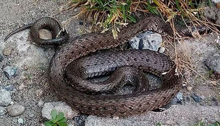 Майка с дете са се натъкнали на влечугото, докато се разхождат за 1 юни