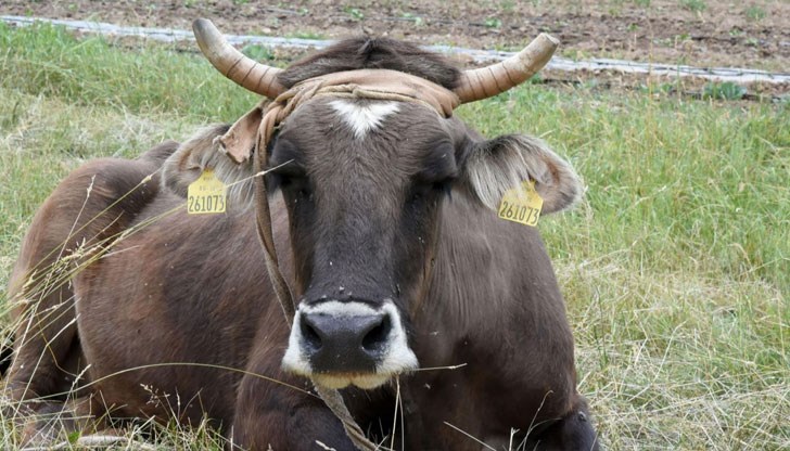 Решиха съдбата на кравата, добила световна известност