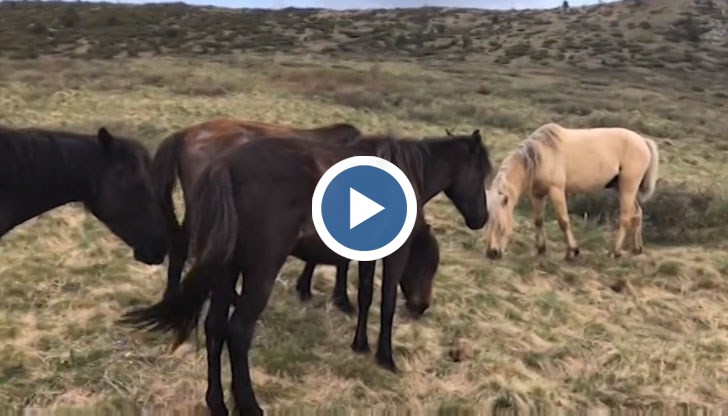 В района все още има десетки безпризорни и скитащи животни