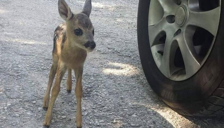 Близо час смолянчанката Диляна Аршинска пази малко сърне край пътя, за да може майка му да си го прибере Близо час смолянчанката Диляна Аршинска пази малко сърне край пътя, за да може майка му да си го прибере