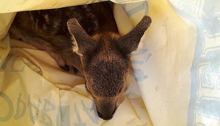 Юли първоначално помислил животинката за пинчер, но като разбрал истината, станало страшно меле с ромите