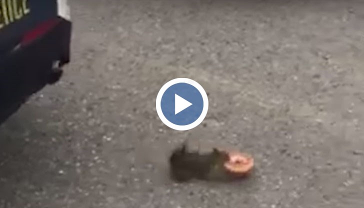 Това е истинско углавно престъпление. Освен това е грубо, пише към клипа, заснет от потърпевшия полицай