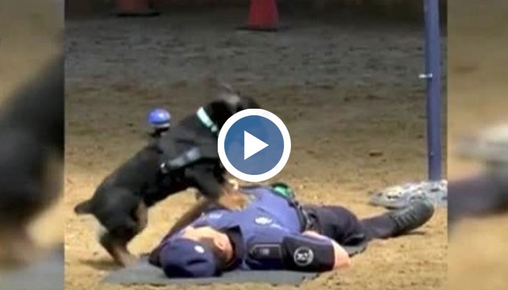 Куче, което оказва първа помощ на човек, се превърна в истинска сензация