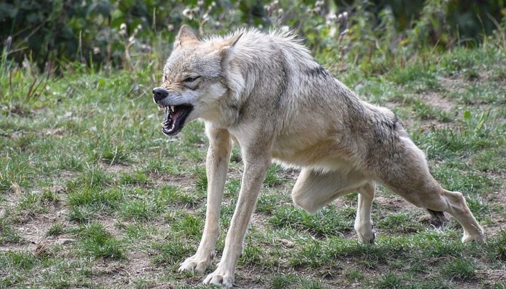 10 специално оборудвани самолета ще разпръснат над 1 млн. ваксинални примамки от въздуха