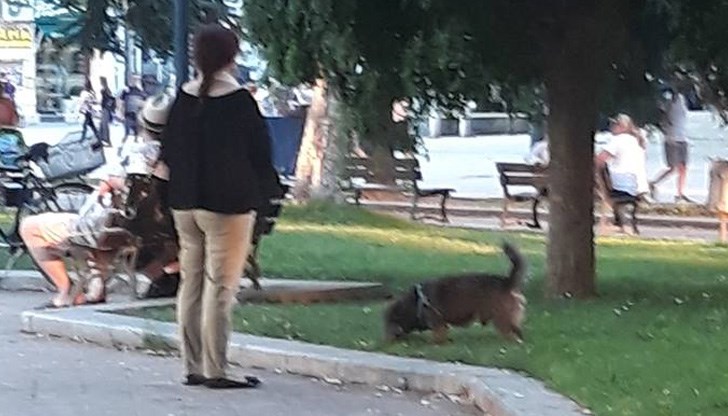 Безхаберна стопанка остави множество деца да тичат около изпражненията на кученцето й