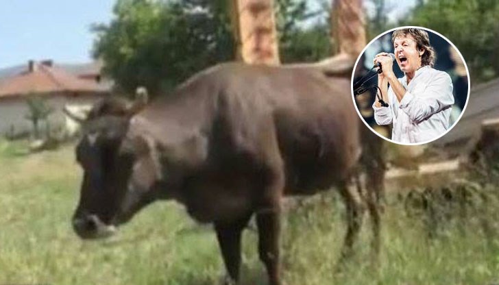 Певецът от легендарната група "Бийтълс" защити българската крава