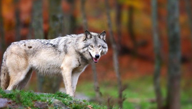 ДНК тест ще определи дали животното е болно от бяс ДНК тест ще определи дали животното е болно от бяс