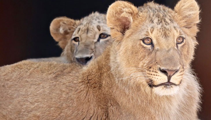 След 5 месеца са неузнаваеми