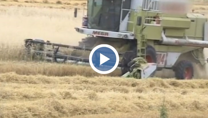 Жътвата на ечемика в региона започна, а очакванията са реколтата да е с около 30% по-слаба от миналогодишната